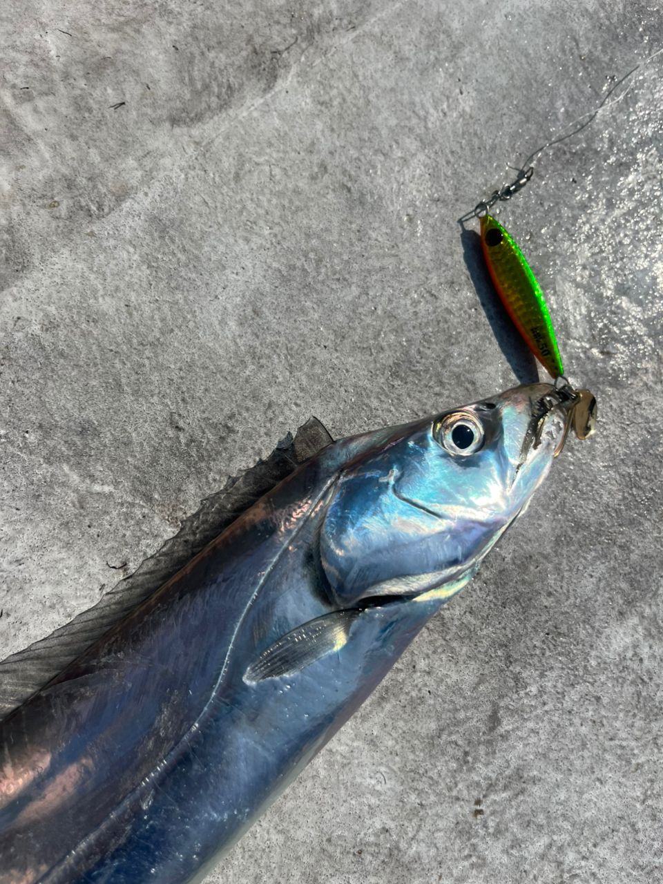 木更津沖の釣行 - アングラーズ | 釣果600万件の魚釣り情報サイト