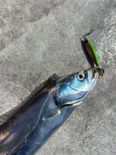 タチウオの釣果