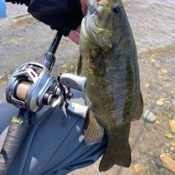 スモールマウスバス