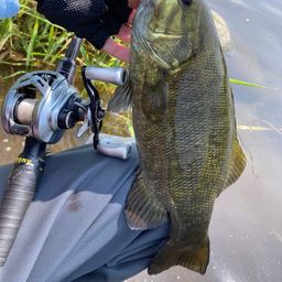 スモールマウスバス