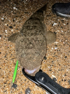 マゴチの釣果
