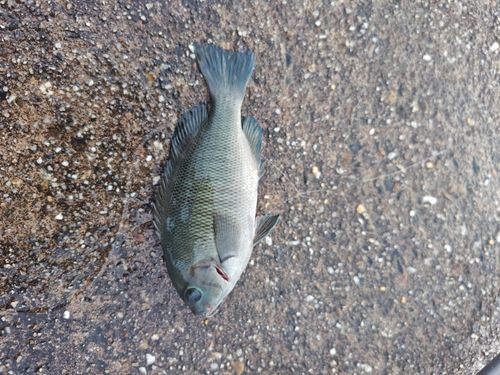グレの釣果