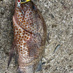 オオモンハタ