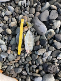メッキの釣果