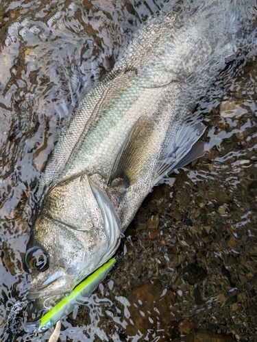 シーバスの釣果