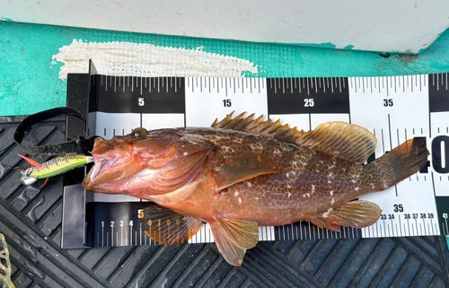 キジハタの釣果