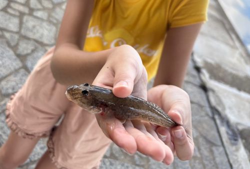 ハゼの釣果