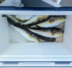 ショウサイフグの釣果