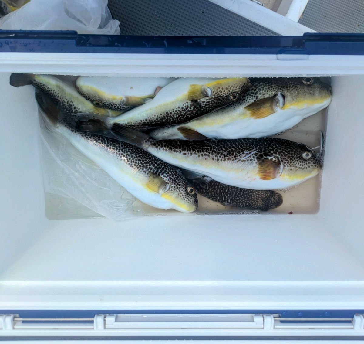 ショウサイフグ