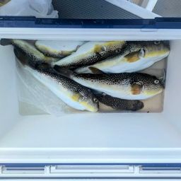 ショウサイフグ