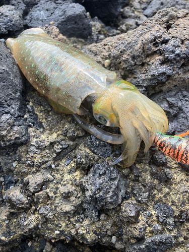 アオリイカの釣果