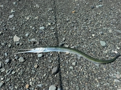 ダツの釣果