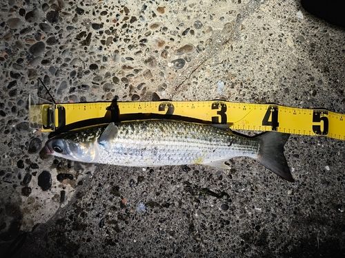 ボラの釣果