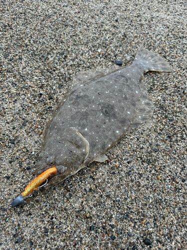 ヒラメの釣果