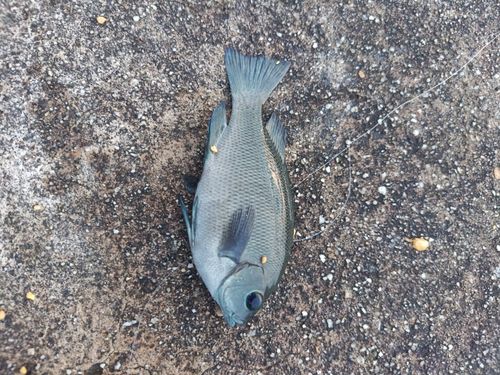 グレの釣果