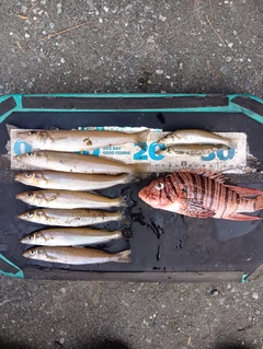 キスの釣果