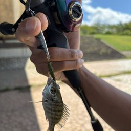 クロダイ