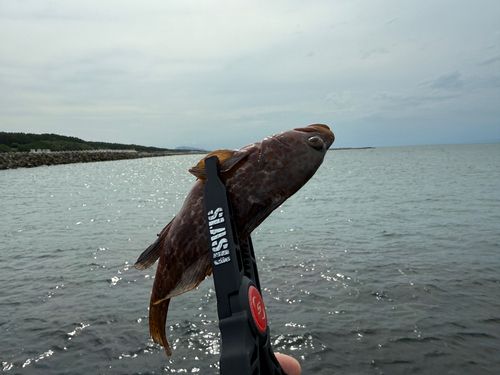 キジハタの釣果