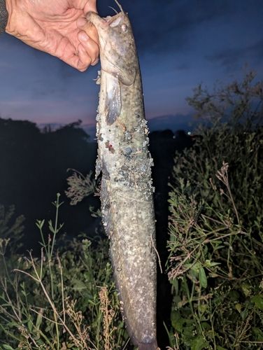 ナマズの釣果
