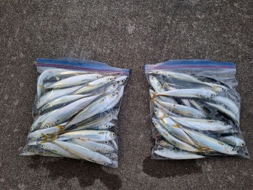 サバの釣果