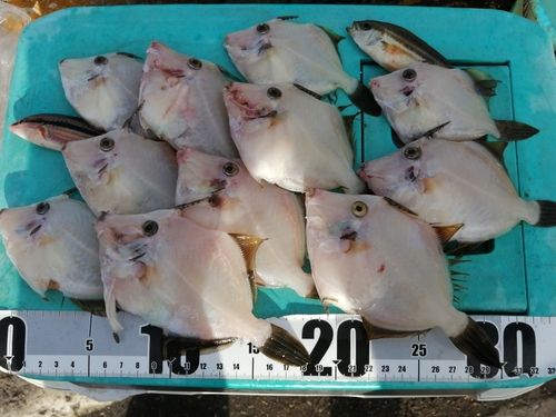 カワハギの釣果