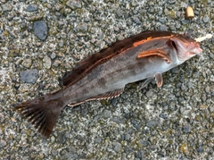 アイナメの釣果