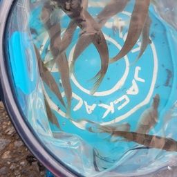 タモロコ