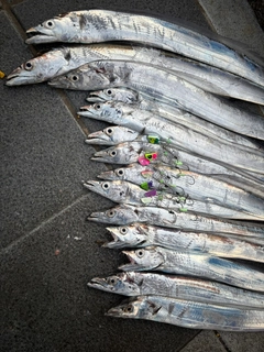 タチウオの釣果