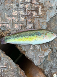 キュウセンの釣果