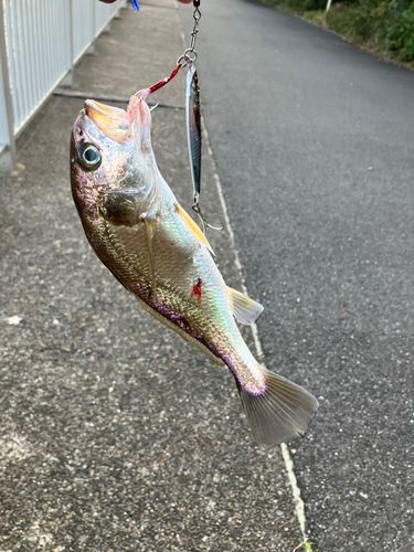ふれーゆ