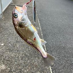イシモチ