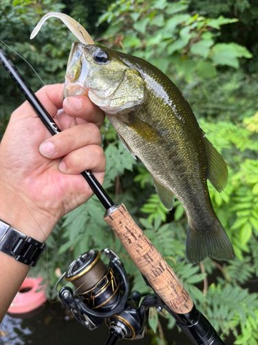 ラージマウスバスの釣果