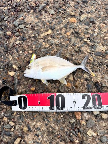 メッキの釣果