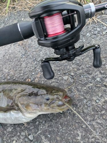 ナマズの釣果