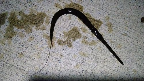 アオヤガラの釣果