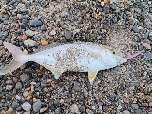ショゴの釣果