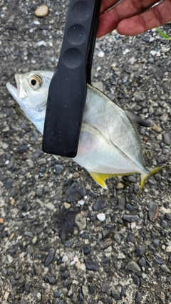 メッキの釣果