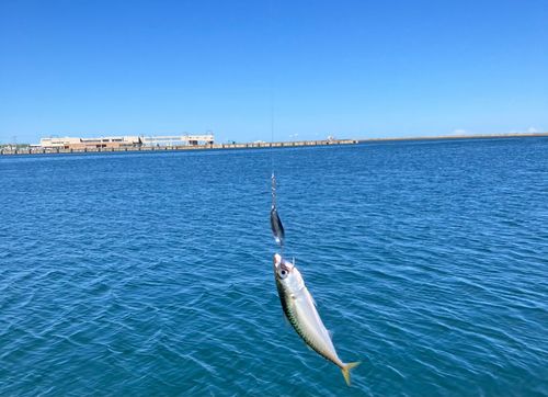 サバの釣果