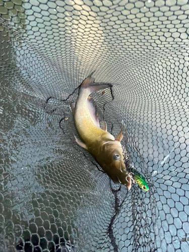 アメリカナマズの釣果
