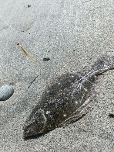 ソゲの釣果