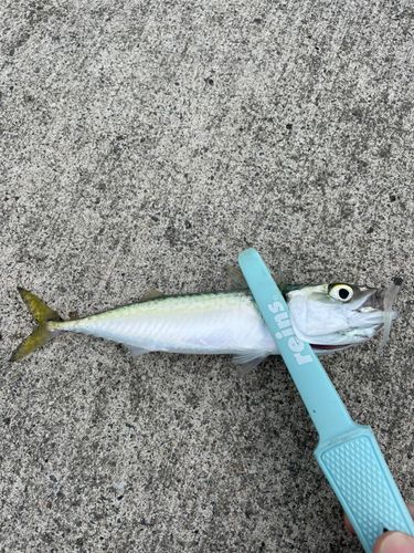 サバの釣果