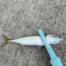 サバ
