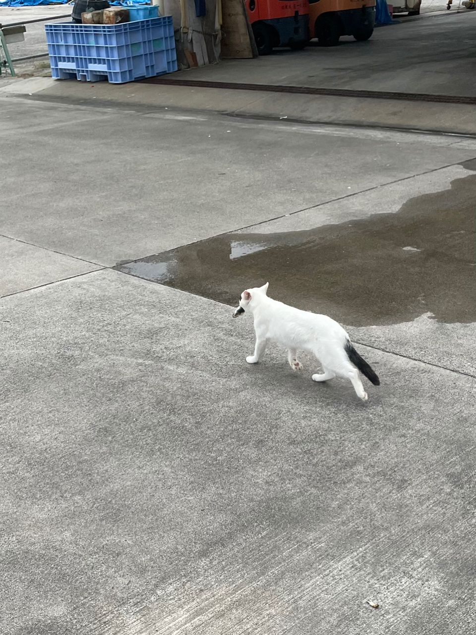 サバ
