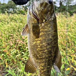 スモールマウスバス