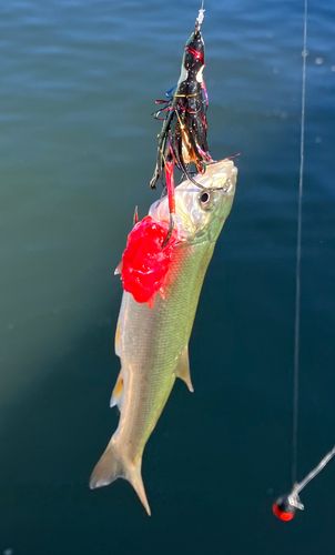 ウグイの釣果