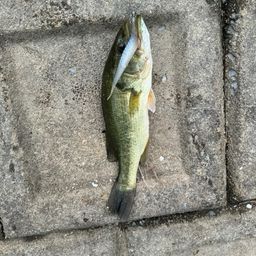 ブラックバス