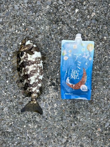 アイゴの釣果
