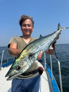 サワラの釣果