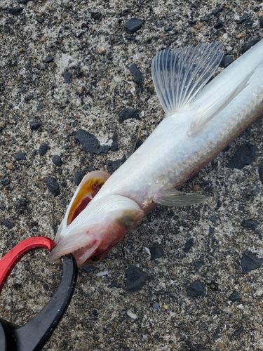 エソの釣果