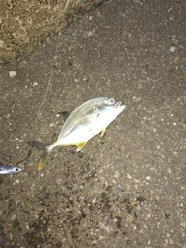メッキの釣果
